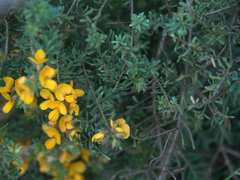 Pultenaea flexilis