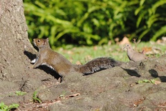 Sciurus carolinensis