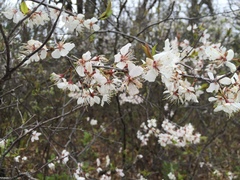 Prunus nigra