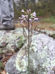 Boechera retrofracta