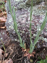 Boechera retrofracta