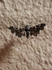 Diathrausta