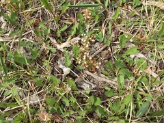 Androsace occidentalis