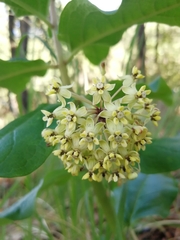 Asclepias pringlei