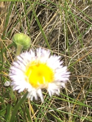 Erigeron glabellus