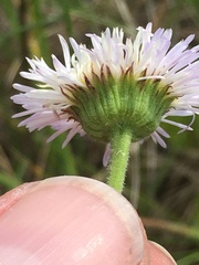 Erigeron glabellus