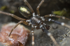 Phrurotimpus borealis