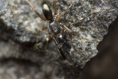 Phrurotimpus borealis