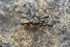 Phrurotimpus borealis