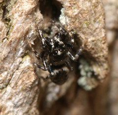 Salticus zebraneus