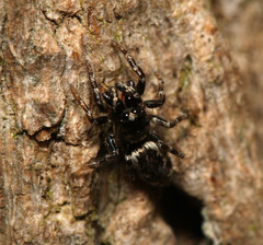 Salticus zebraneus