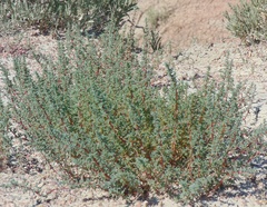 Halogeton glomeratus