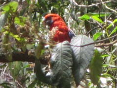 Platycercus elegans elegans