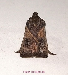 Dasycnemia obliqualis