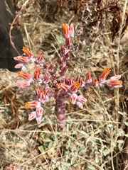 Dudleya palmeri