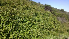 Cornus sericea occidentalis