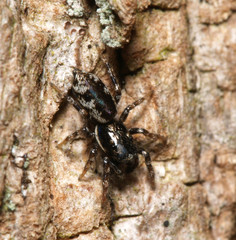 Salticus zebraneus
