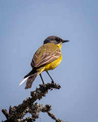Motacilla flava thunbergi