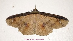 Erebostrota stenelea