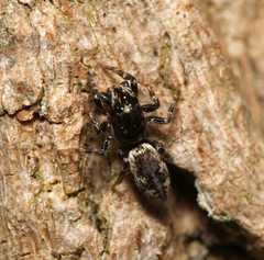 Salticus zebraneus