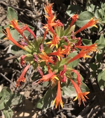Monardella macrantha