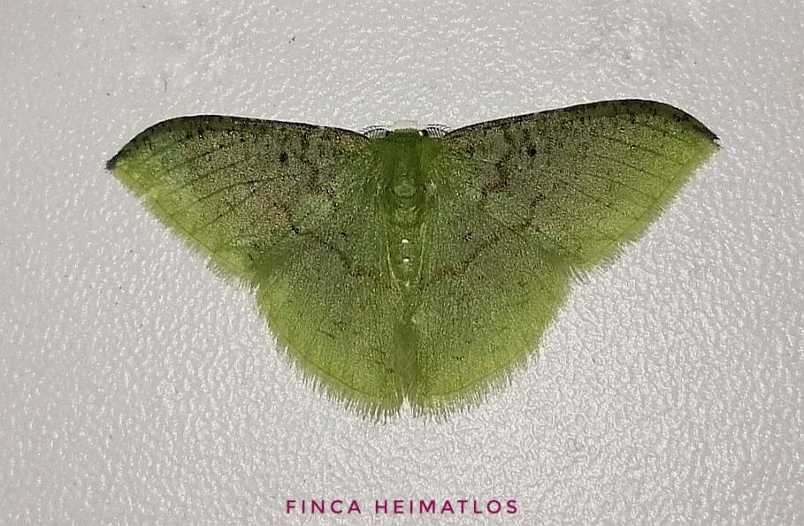 Tachyphyle undilineata