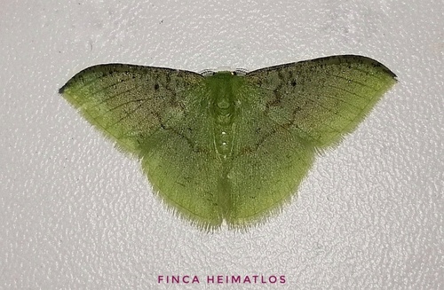 Tachyphyle undilineata
