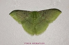 Tachyphyle undilineata