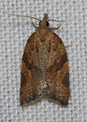 Argyrotaenia franciscana