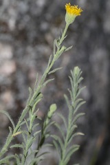 Erigeron petrophilus