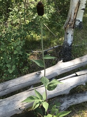 Rudbeckia occidentalis