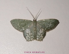 Chloropteryx dealbata