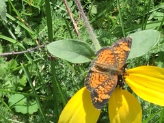 Phyciodes tharos