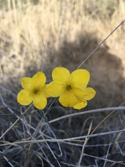 Menodora scabra