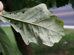 Neuroterus umbilicatus