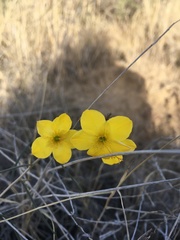Menodora scabra