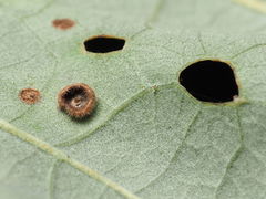 Neuroterus umbilicatus