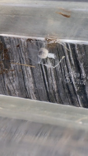 Stomotoca atra