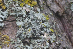 Phaeophyscia ciliata