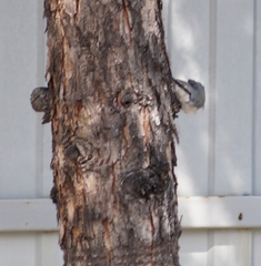 Sitta europaea baicalensis