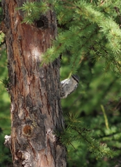Sitta europaea baicalensis