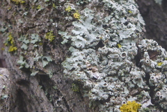 Phaeophyscia ciliata