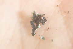 Phaeophyscia ciliata