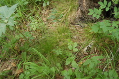 Carex pediformis macroura