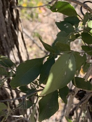 Jasminum fluminense fluminense