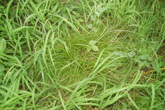 Carex pediformis macroura