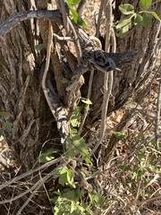 Jasminum fluminense fluminense