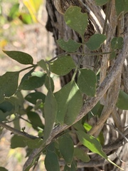 Jasminum fluminense fluminense