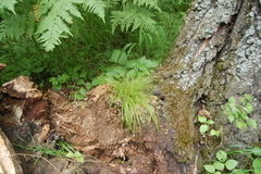 Carex pediformis macroura