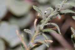 Erigeron petrophilus